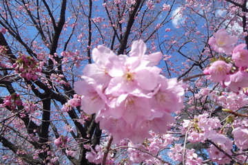 Cherry Blossom Japan