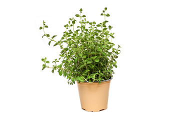 Oregano growing in basket on white background isolated