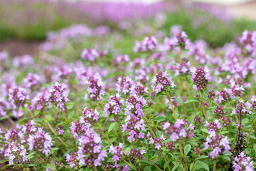 Blooming Breckland Thyme in nature background. Fresh green Thymus Serpyllum herbs with pink flowers...