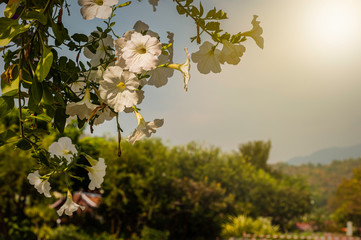 White flowers and leaves with green nature forest and bright sun