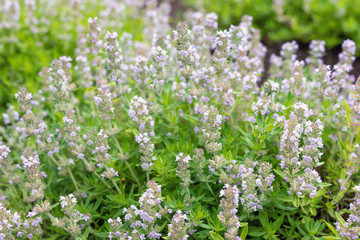 Wild thyme bush of purple flowers of aromatic herb from family Lamiaceae