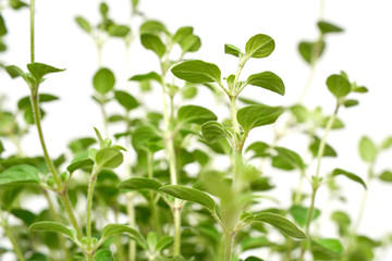 Fototapeta na wymiar Oregano plant with green leaves growing on white background isolated