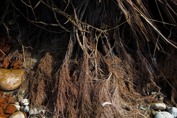 Grunge nature background. Old brown roots. Grunge brown background. Copy space.