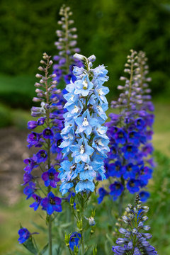 blue delphinium flowers blooming on blurred background. Candle Delphinium high garden blue flower. English Tall Larkspur