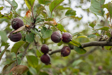 purple star apple fruits or cainito fruits on apple tree