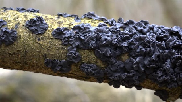 Big clusters of Exidia Nigricans fungus (Black Witches' Butter) on a fallen tree at spring.
