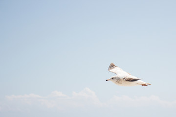 bird fly over the ocean on a blue background with clouds