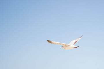 bird fly over the ocean on a blue background with clouds