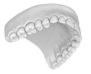 Human gum and teeth in white style. Medically accurate tooth 3D illustration