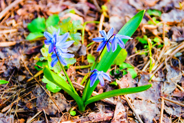 Beautiful blue spring flowers close-up