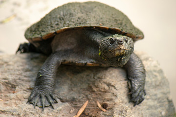 Western sawshelled turtle also known as Myuchelys bellii.