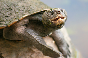 Western sawshelled turtle also known as Myuchelys bellii.