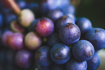 Ripe grapes close up. Harvest from the cottage. Blue grapes.