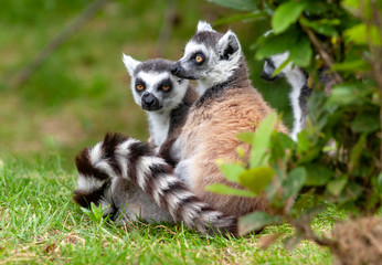 Naklejka na ściany i meble Couple de Maki catta - Lemur catta 