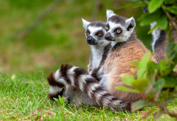 Naklejka na ściany i meble Couple de Maki catta - Lemur catta 
