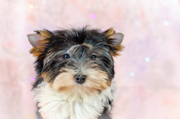 Two month old puppy Biewer-Yorkshire Terrier on a pink floral background. A puppy is looking at camera. Too cute