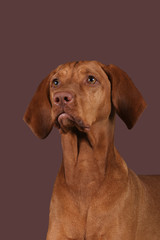 Hund (Vizsla) vor farbigem Hintergrund