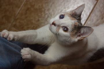Closeup portrait of a beautiful young white cat