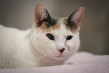 Closeup portrait of a beautiful young white cat