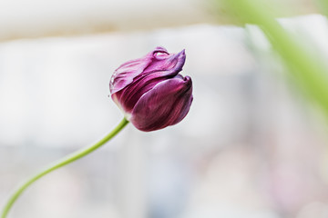 Beautiful purple tulip on a blurred background of greenery. Springtime. Selective focus