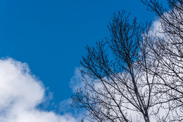 Bare Tree Branches against a Blue Sky in Winter