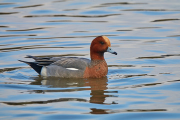 Duck Eurasian Wigeon or  Widgeon (Mareca penelope) male. Wigeon floats in the water, close up. The blue sky is reflected in the water. Early spring