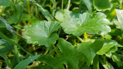 Basil leaves in the garden. Fresh herbal background of glossy green leaves and blades of grass of lawn. Circle plant leaf closeup in bright sunlight. Natural backdrop.