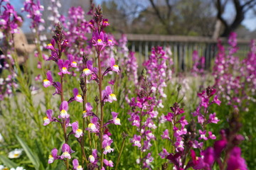 Naklejka premium purple flowers in the garden