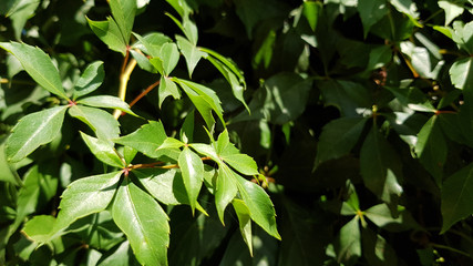 Green leaves of tree in spring. Closeup of wild grapevine leaf bunch in bright sunlight. Green living fence overgrown with climbing plant. Fresh green foliage background. Natural luxuriant leaves 