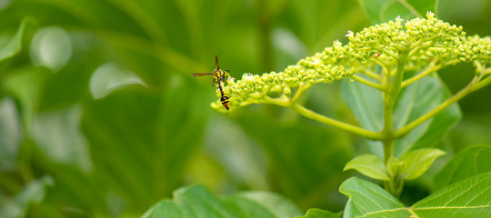 Potter Wasp also known as Eumeninae.