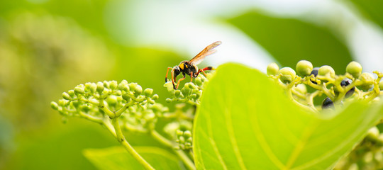 Potter Wasp also known as Eumeninae.