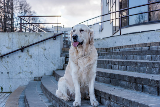 Golden Retriever Posing on Stairs in Riga Latvia