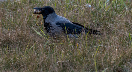 Black Headed Crow Eating a Dead Frog