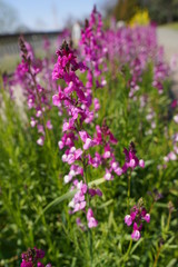 purple flowers in the garden