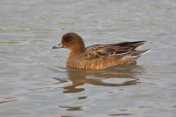Duck Eurasian Wigeon or  Widgeon (Mareca penelope) female. Wigeon swims in the water close-up