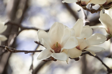 花の中が見えるハクモクレン／Magnolia denudata