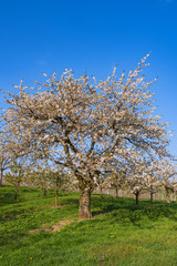 Fototapeta premium Blühender Kirschbaum in Wiesbaden/Deutschland an einem sonnigen Frühlingstag