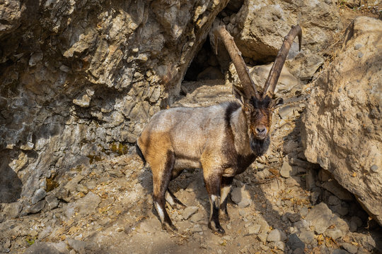 Wild bezoar goat in the nature habitat. Very rare and endangered animal close up. Caucasian wildlife.Big and charismatic creature. Bezoar ibex. Capra aegagrus.