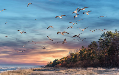 Birds over a Baltic Sea Beach at Sunset