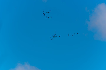 Cormorants Flying in Formation in a Sunny Sky