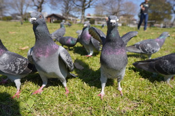 pigeons on grass