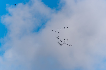 Cormorants Flying in Formation in a Sunny Sky
