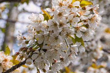 Nahaufnahme von Kirschblüten in Wiesbaden/Deutschland an einem sonnigen Frühlingstag