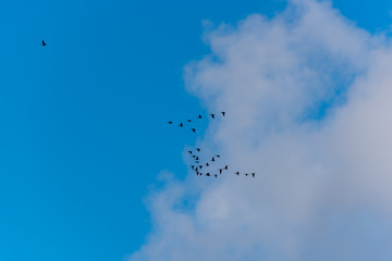 Cormorants Flying in Formation in a Sunny Sky