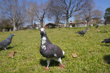 pigeon on grass