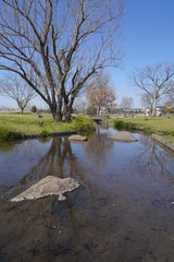 lake in the park