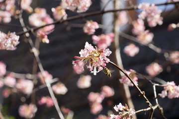Closeup of flowering Viburnum shrub with honey bee (Apis mellifera) in early spring
