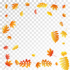 Oak, maple, wild ash rowan leaves vector, autumn foliage on transparent background.