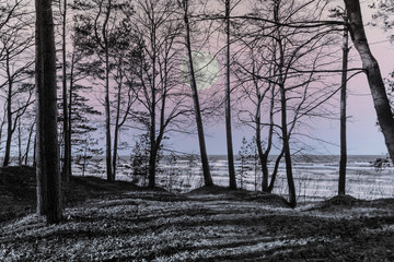 Sunrise, Moon and Forest at a Baltic Sea Beach with Waves in the Winter