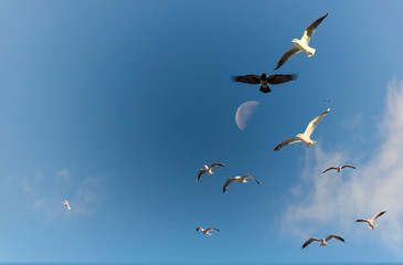 Birds and Moon over a Baltic Sea Beach at Sunrise